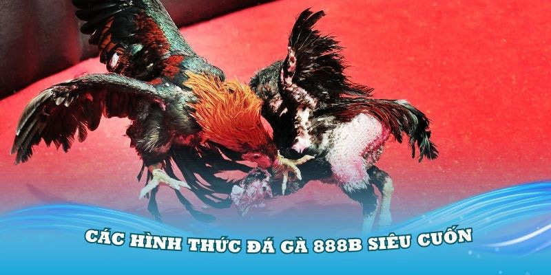 Đá gà 888B được đánh giá cao về uy tín cũng như bảo mật